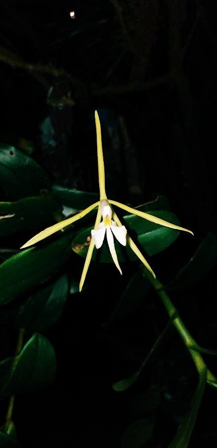 Epidendrum nocturnum flower