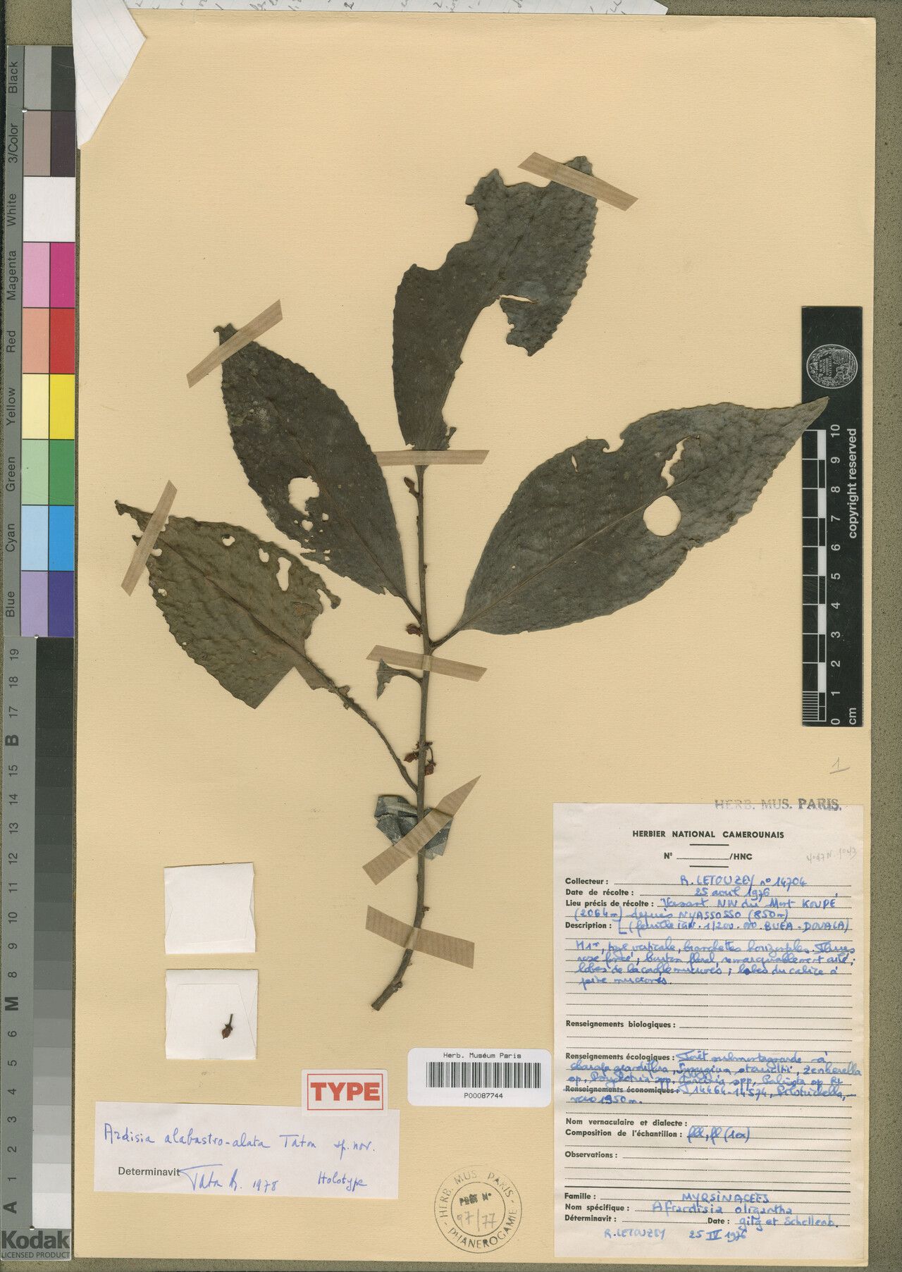 Ardisia alabastroalata