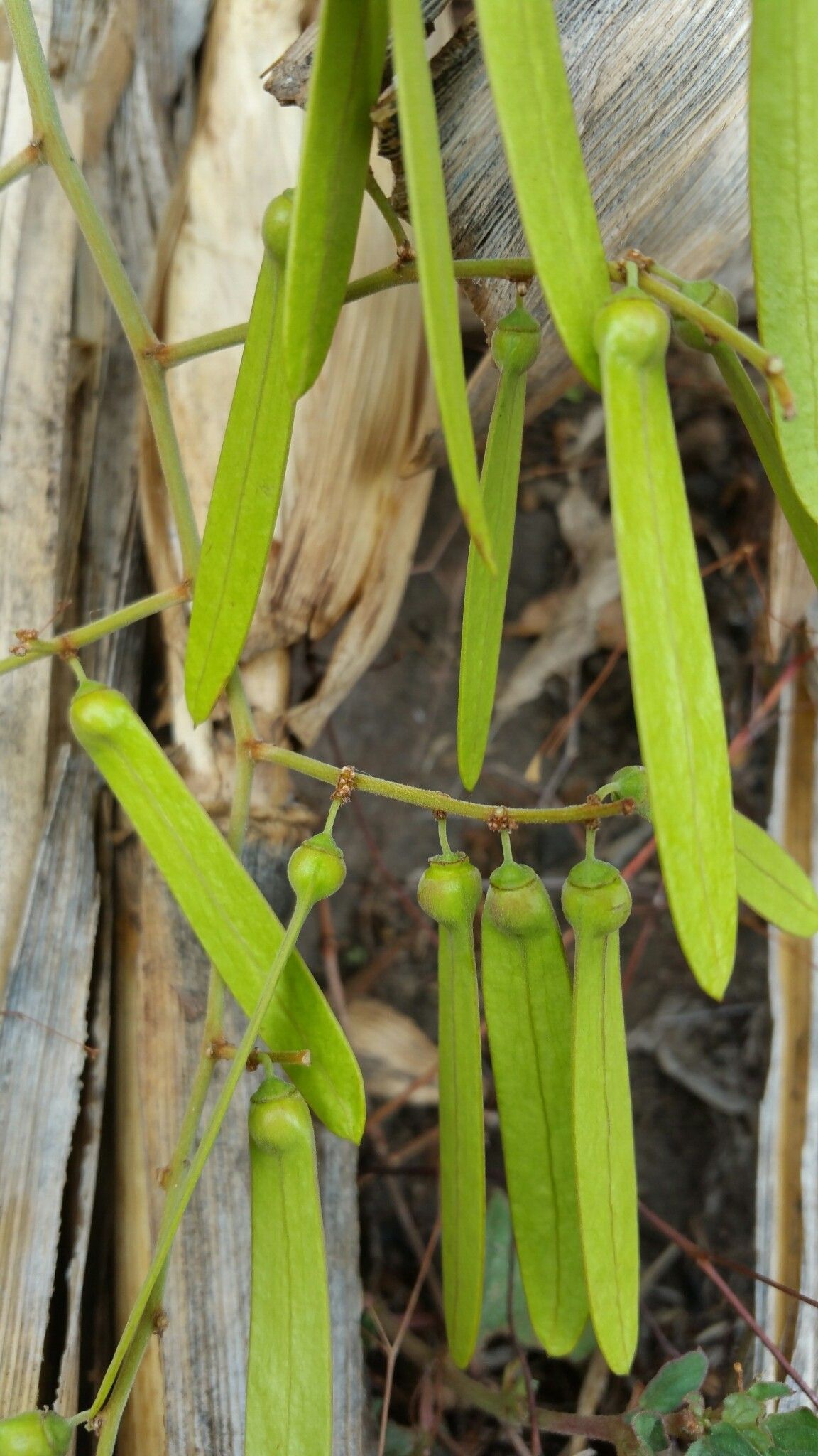 Ventilago leptadenia fruit