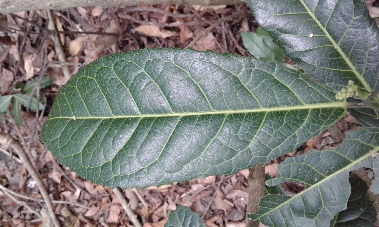 Rinorea spinosa leaf