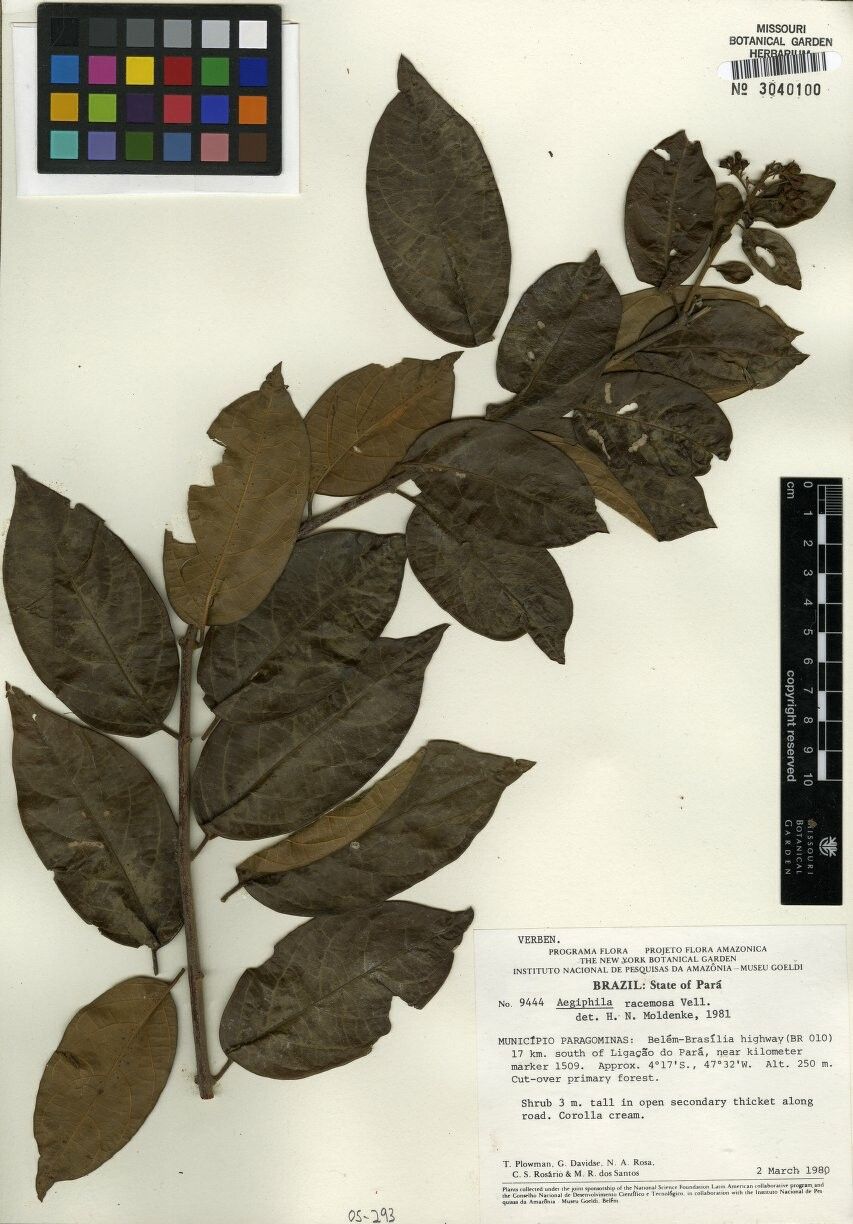 Aegiphila racemosa other