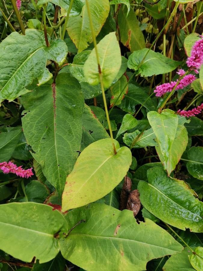Persicaria amplexicaulis leaf
