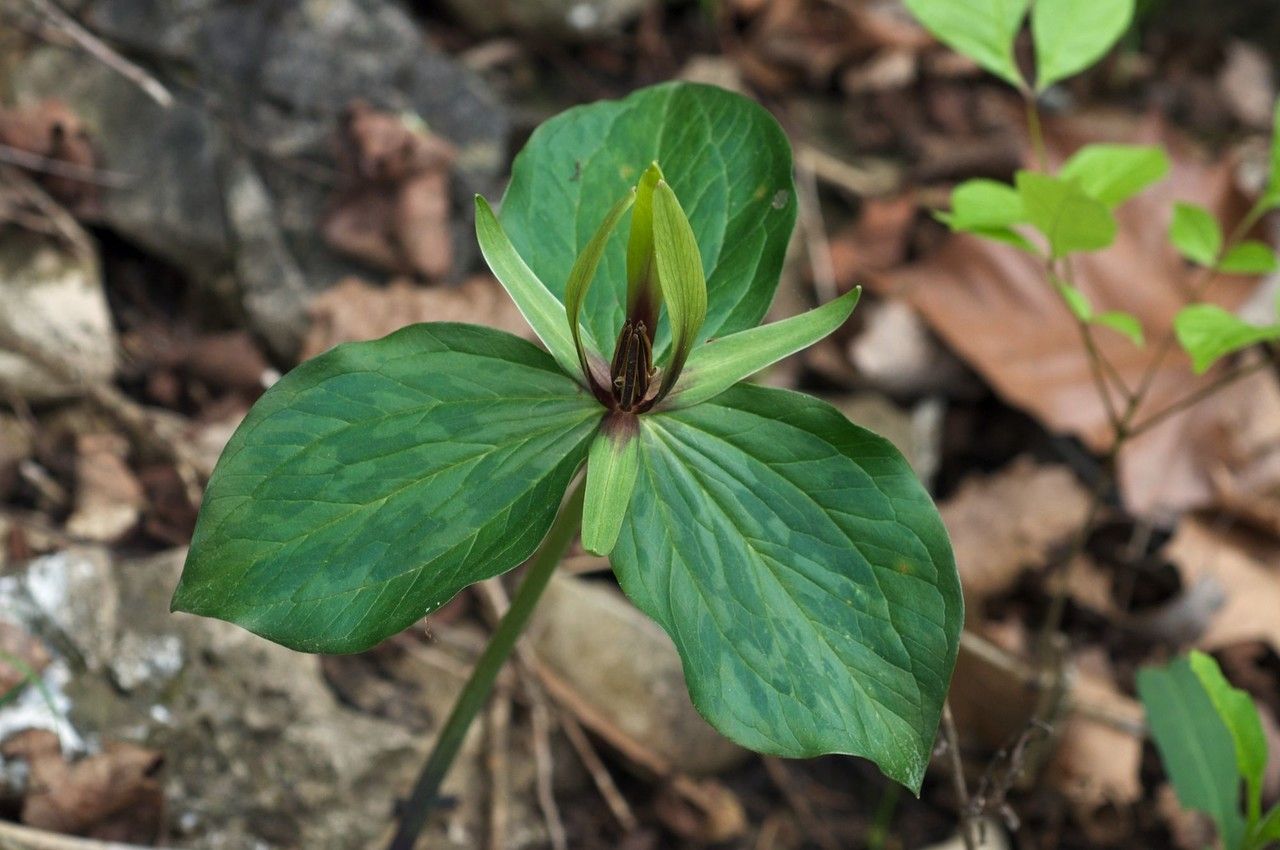 Trillium viridescens habit