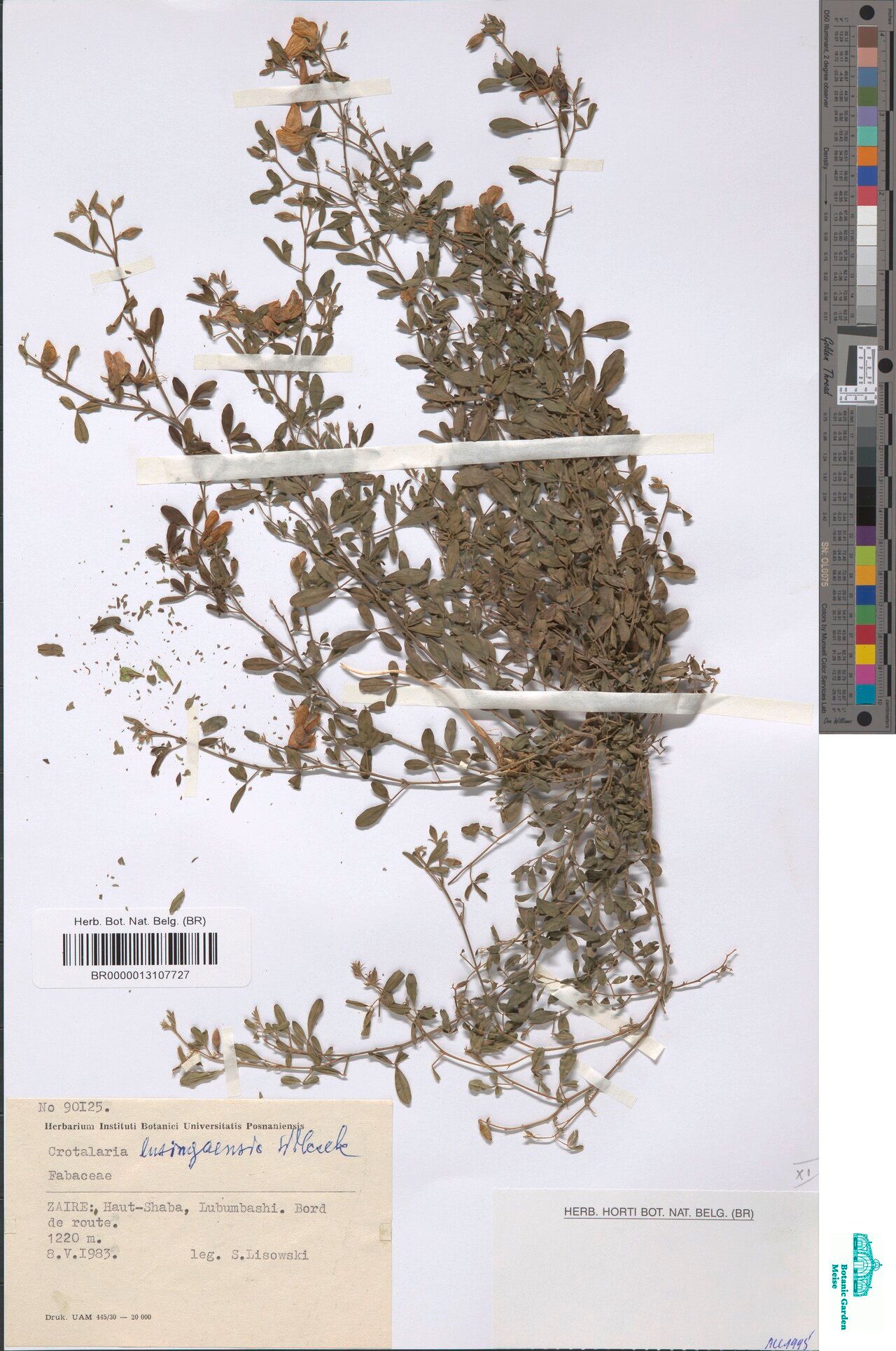 Crotalaria lusingaensis — houseplant care guide