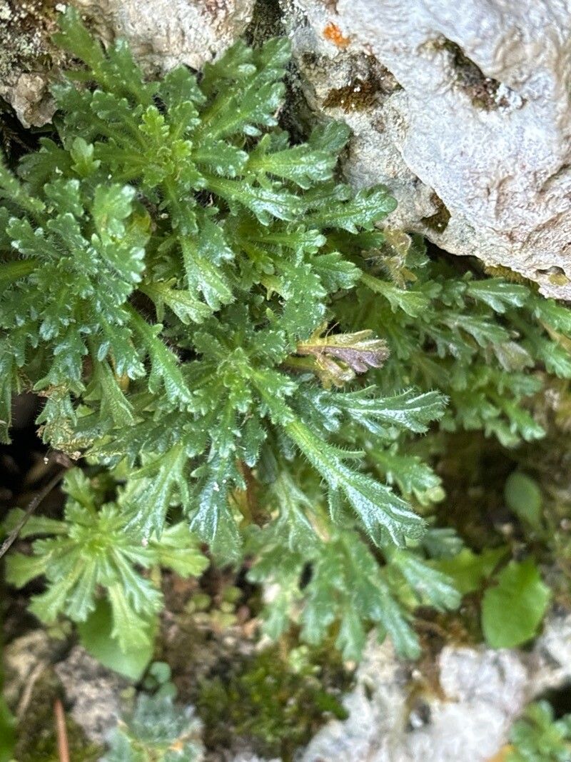 Leontopodium artemisiifolium — related species from the same genus
