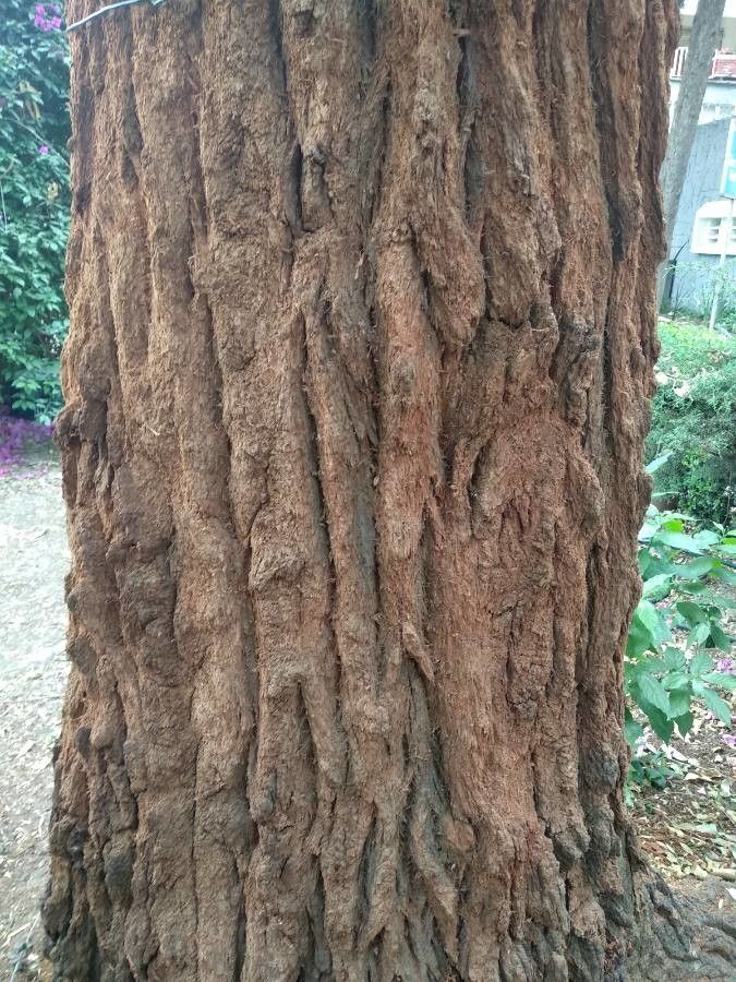 Eucalyptus rugosa — houseplant care guide