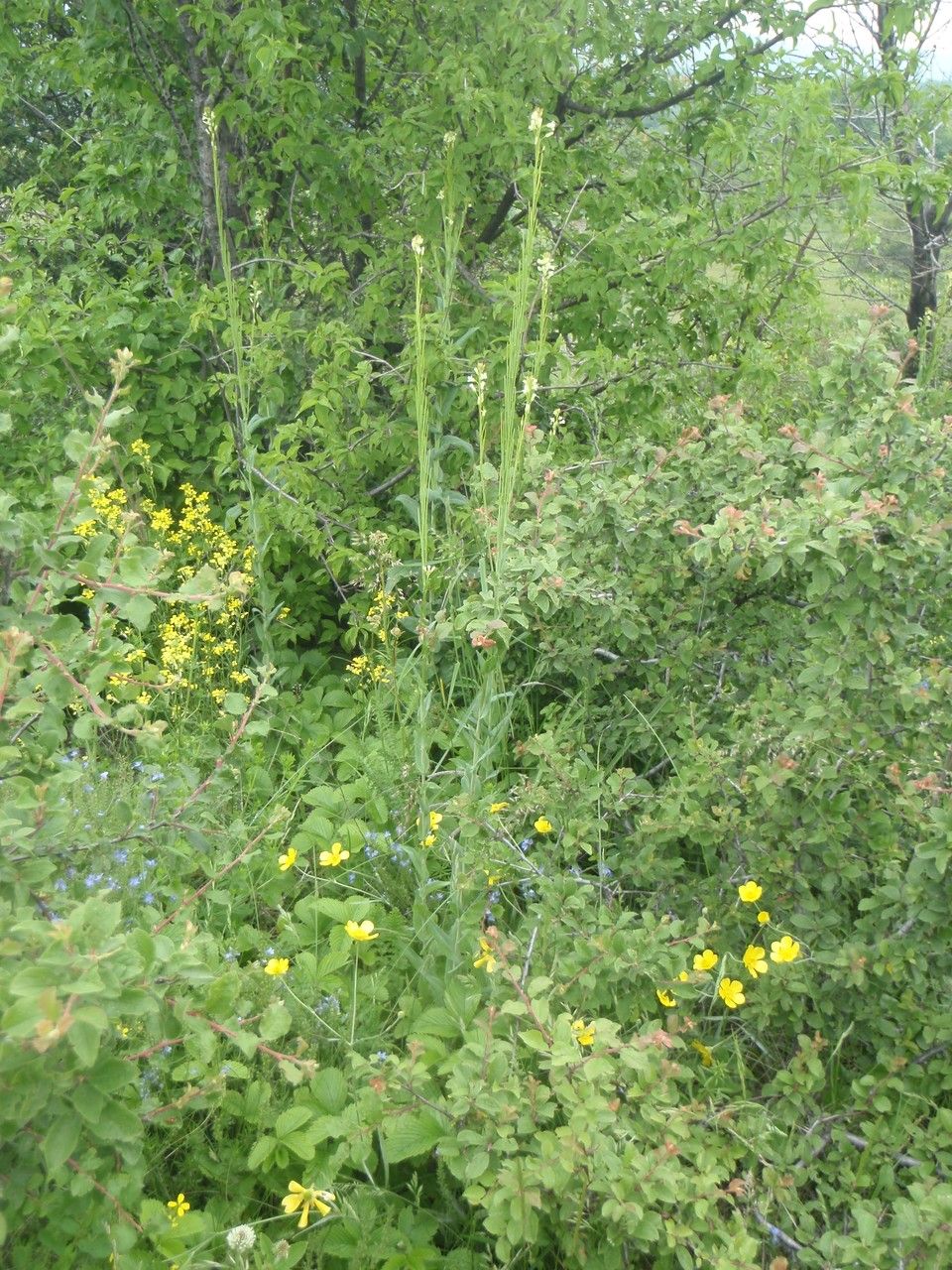 Arabis sagittata habit