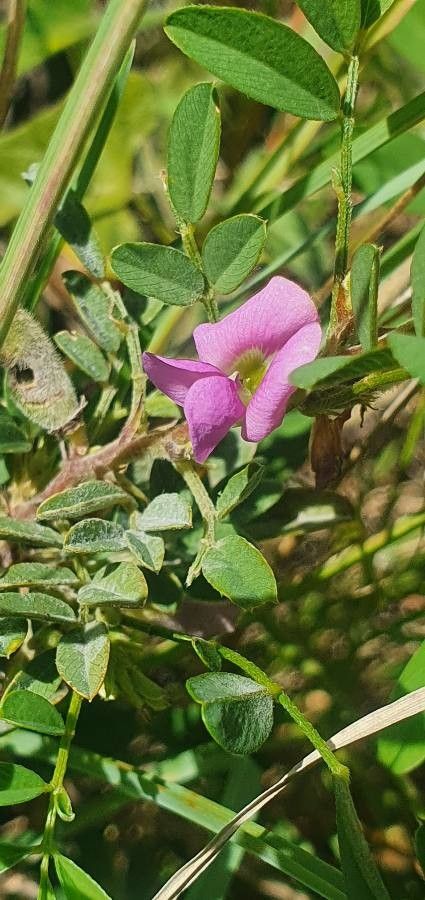 Tephrosia subtriflora flower