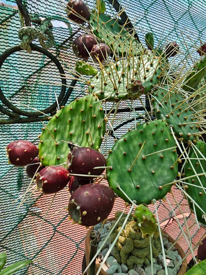 Opuntia decumbens fruit