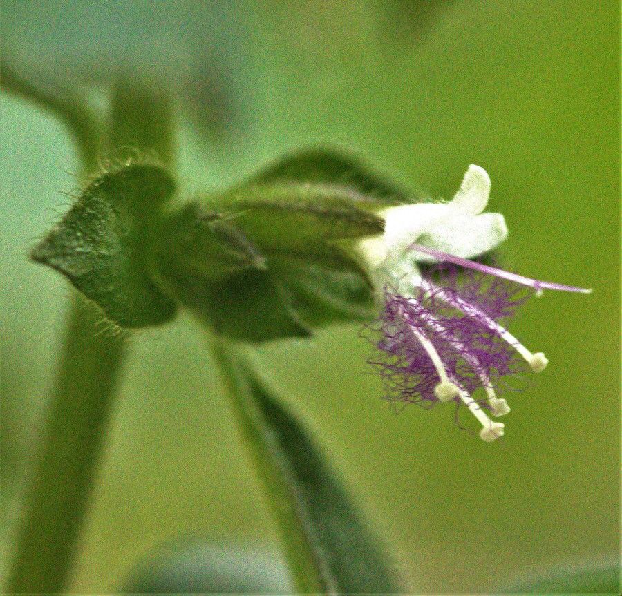 Pogostemon cablin flower