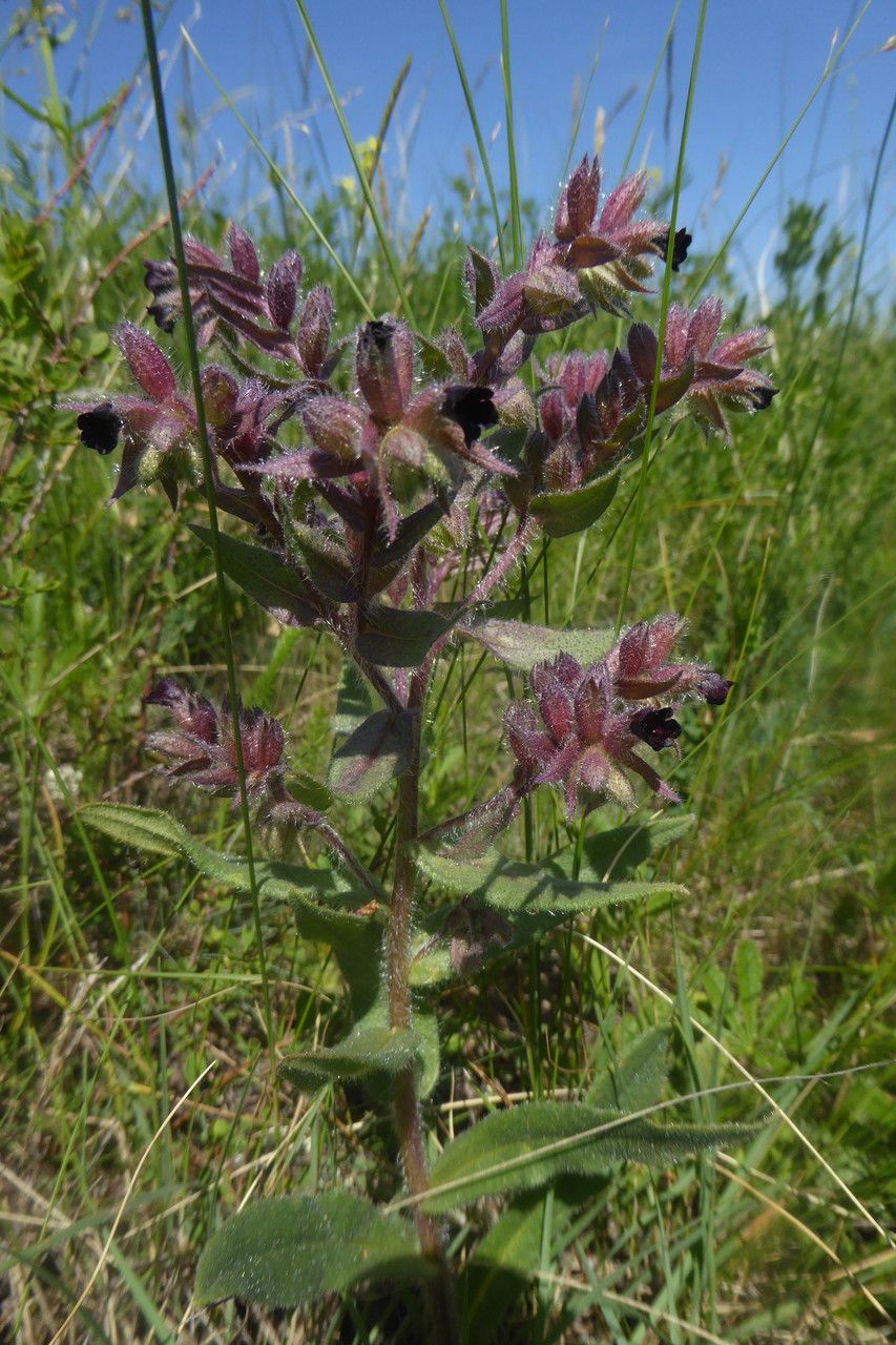 Nonea rossica flower