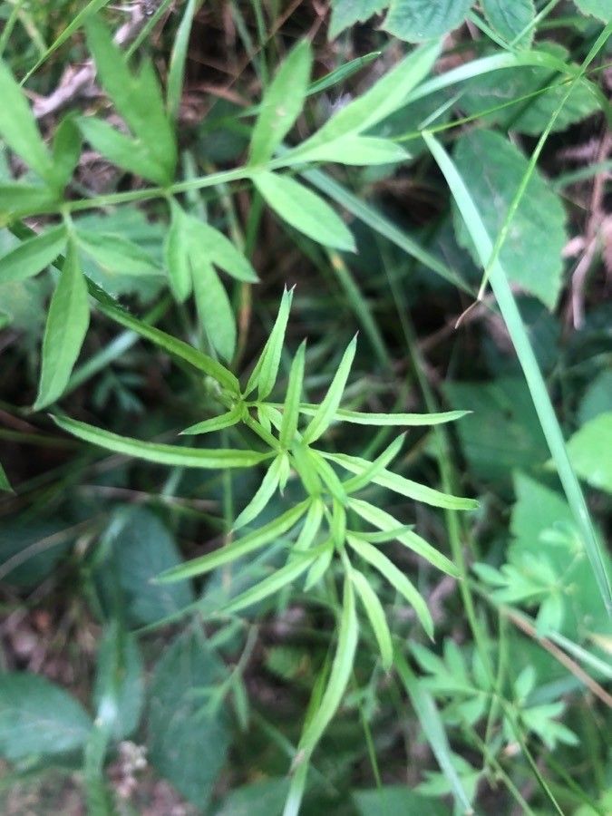 Conopodium majus leaf
