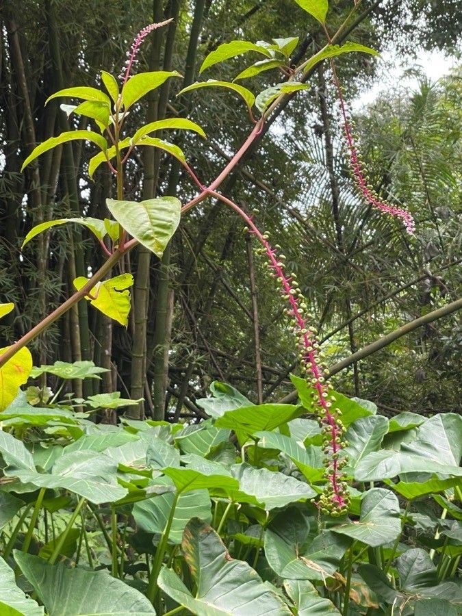 Phytolacca rivinoides flower