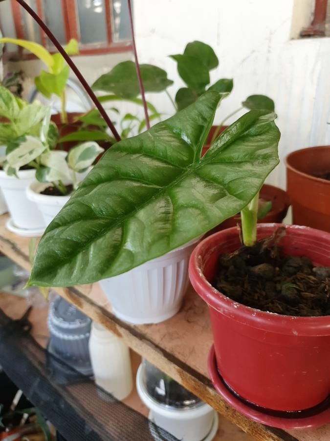 Alocasia sinuata bark