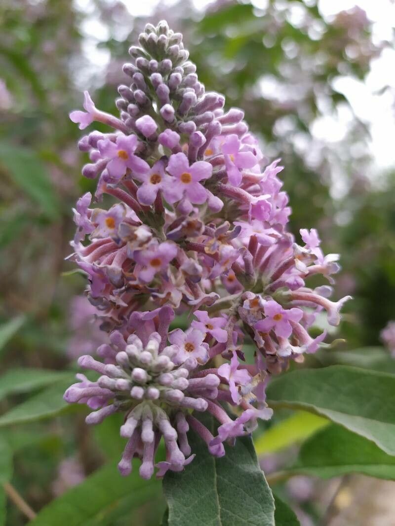 Buddleja officinalis flower