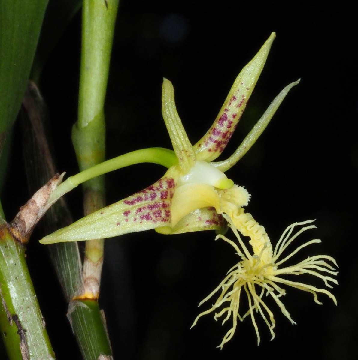 Dendrobium comatum flower