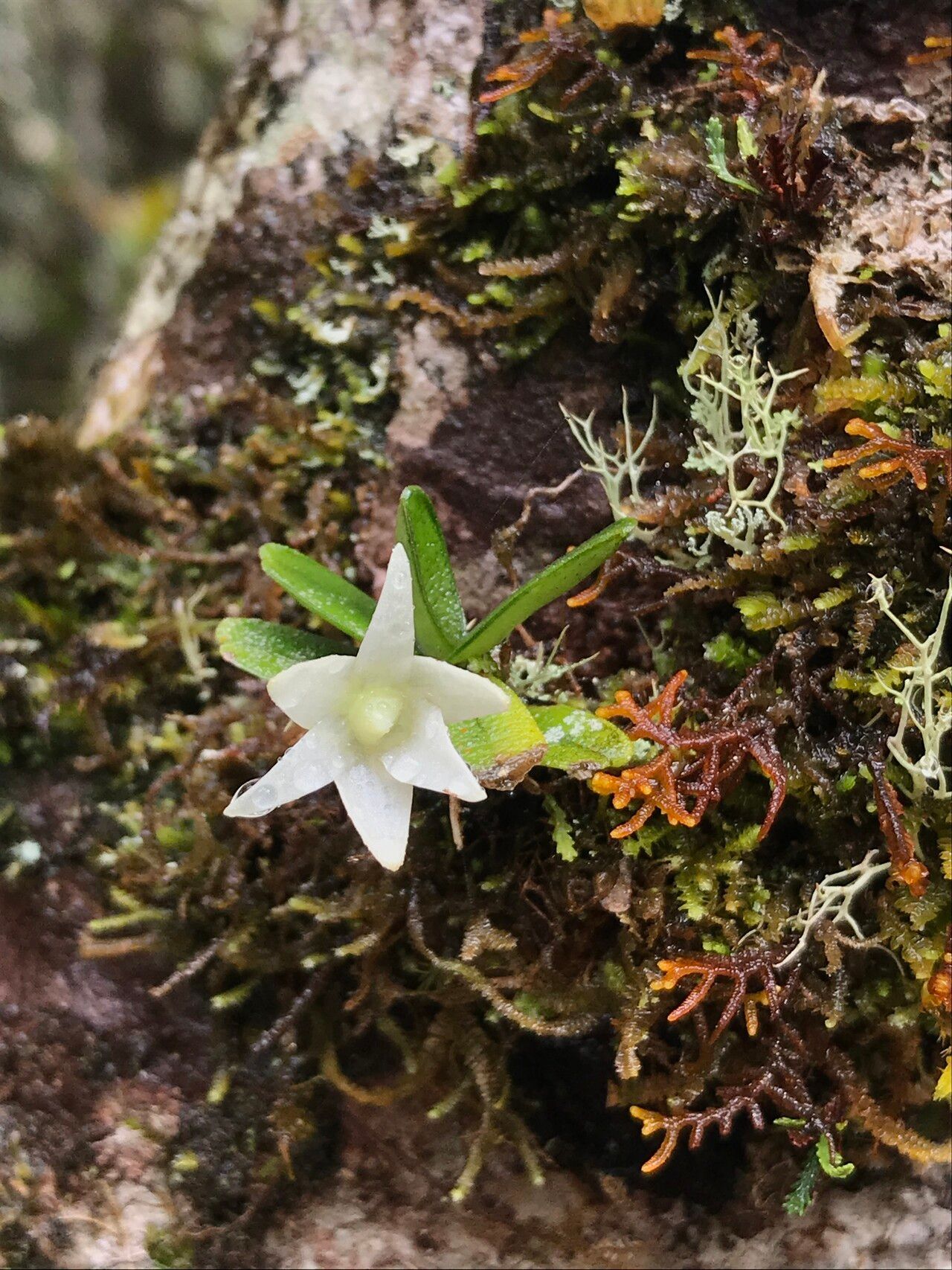 Angraecum lecomtei flower