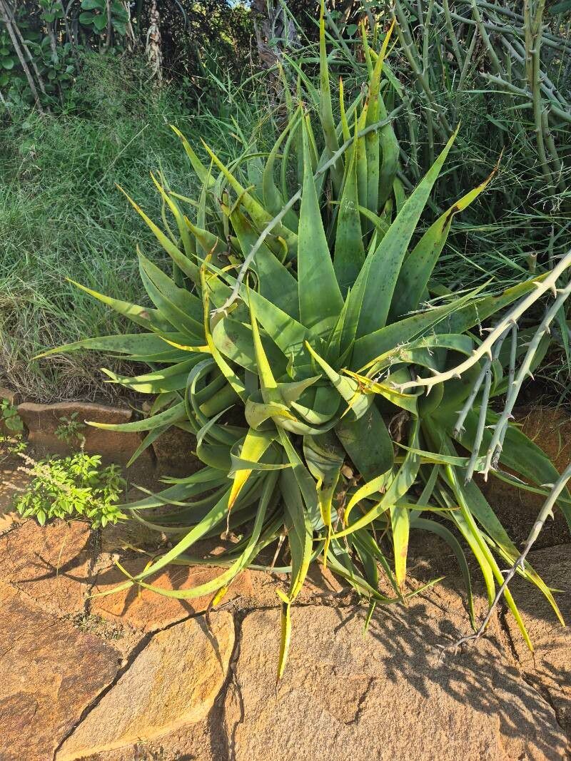 Aloe powysiorum — houseplant care guide