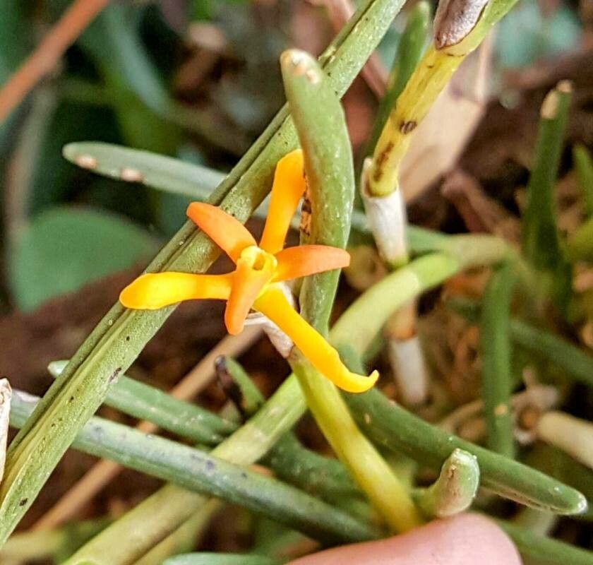Jacquiniella cobanensis — related species from the same genus