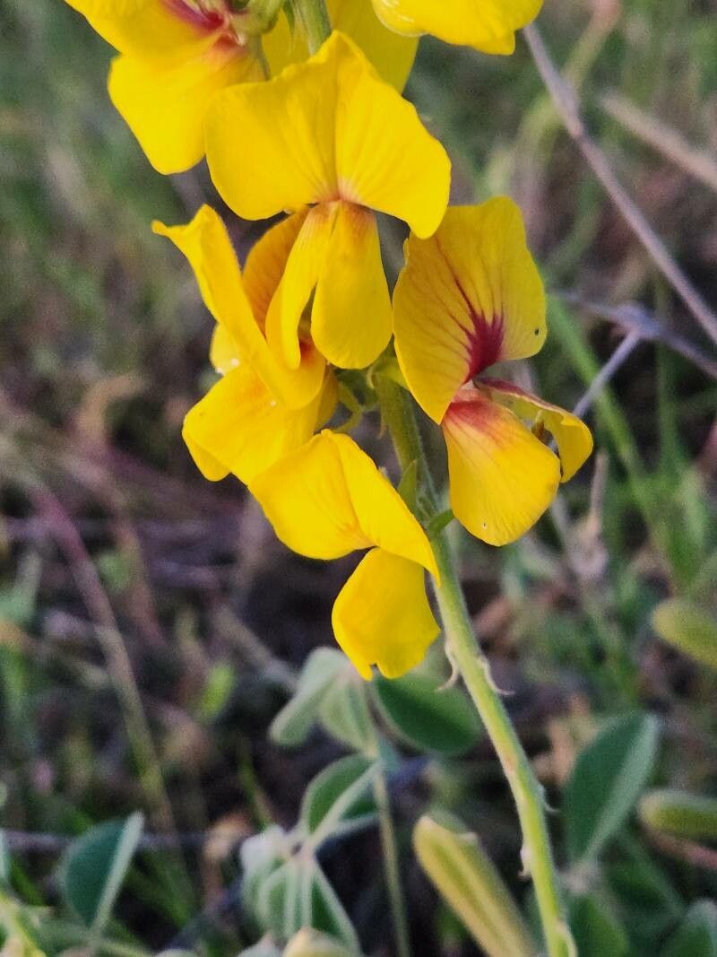 Crotalaria goodiiformis flower