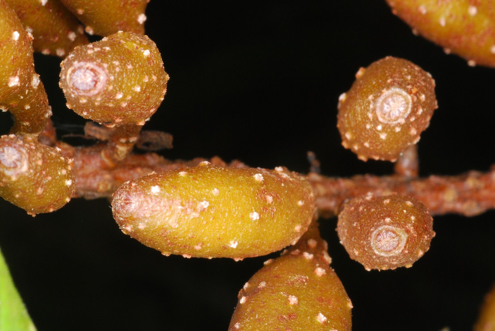 Hymenodictyon perrieri — houseplant care guide