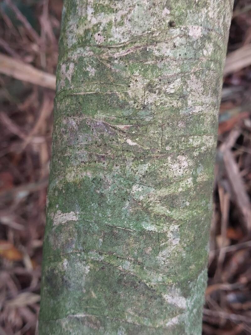 Pandanus alticonvexus bark