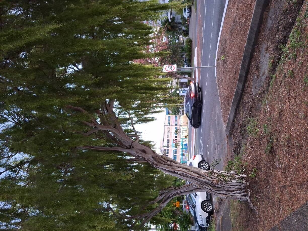 Eucalyptus pulchella habit