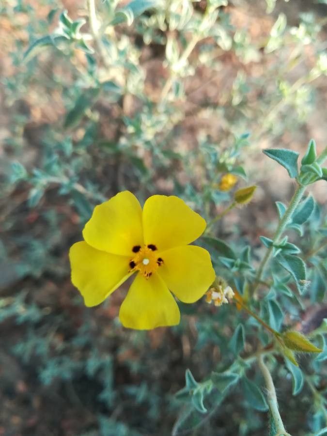 Halimium ocymoides flower