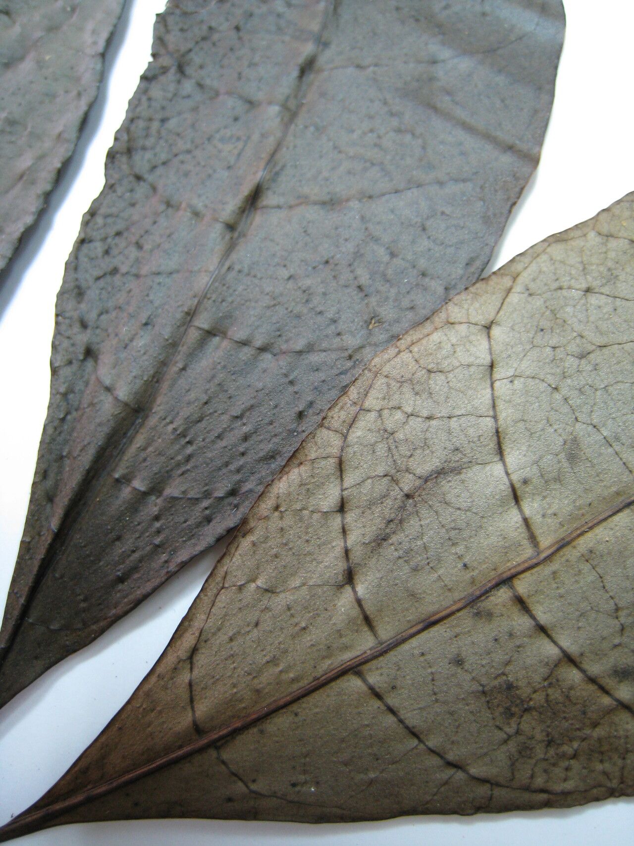 Palicourea amapaensis — houseplant care guide