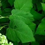 Hydrangea arborescens