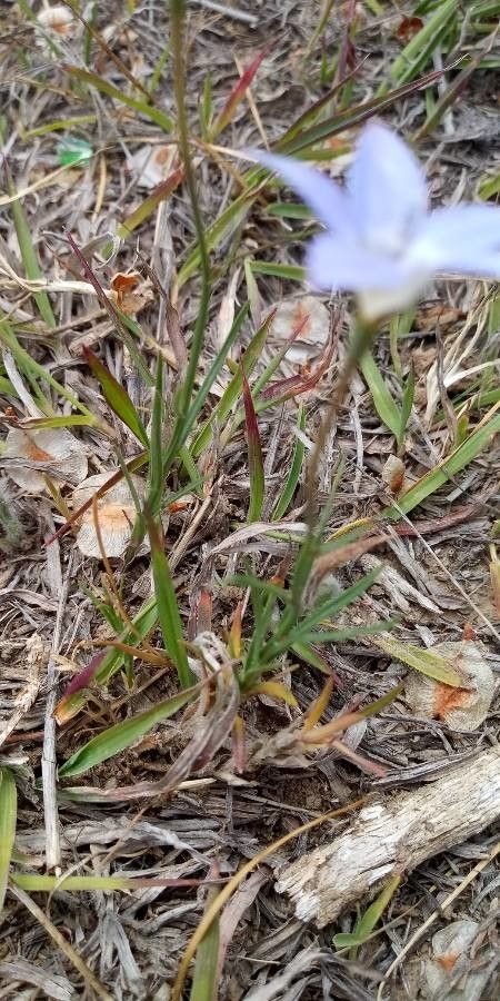 Wahlenbergia capillaris — search result for 'Campanulaceae'