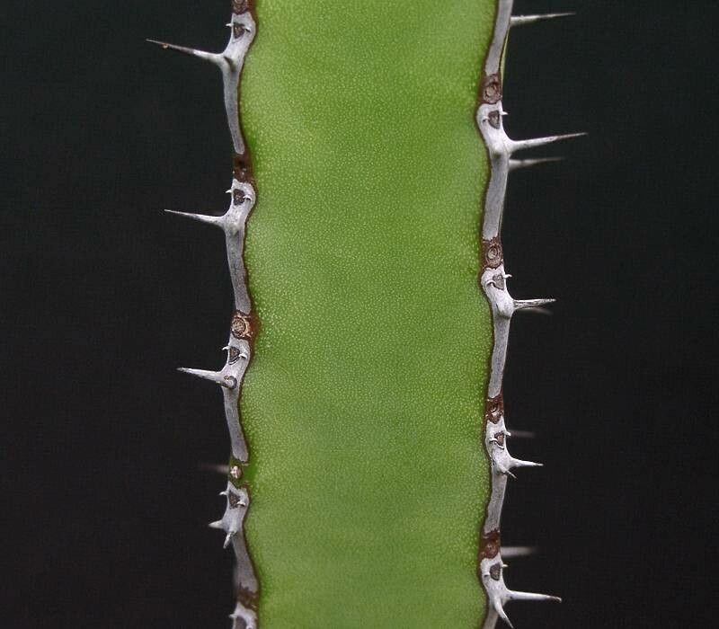 Euphorbia stapfii — houseplant care guide