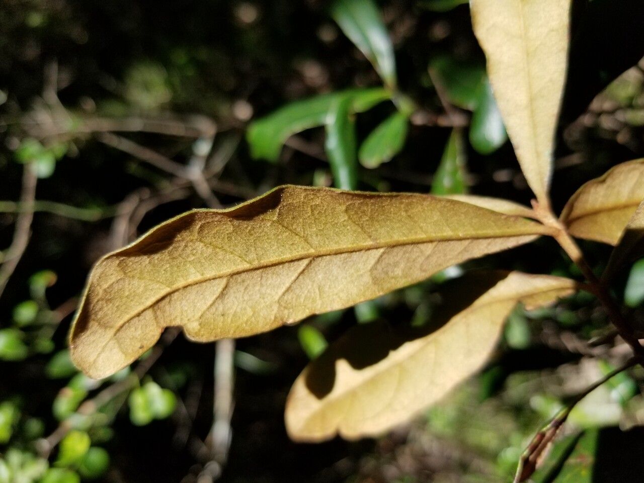 Pycnandra sclerophylla leaf