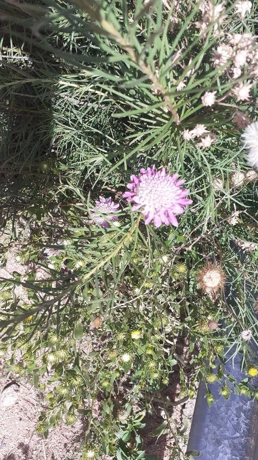 Pycnocomon rutifolium flower