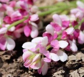 Lupinus ehrenbergii flower
