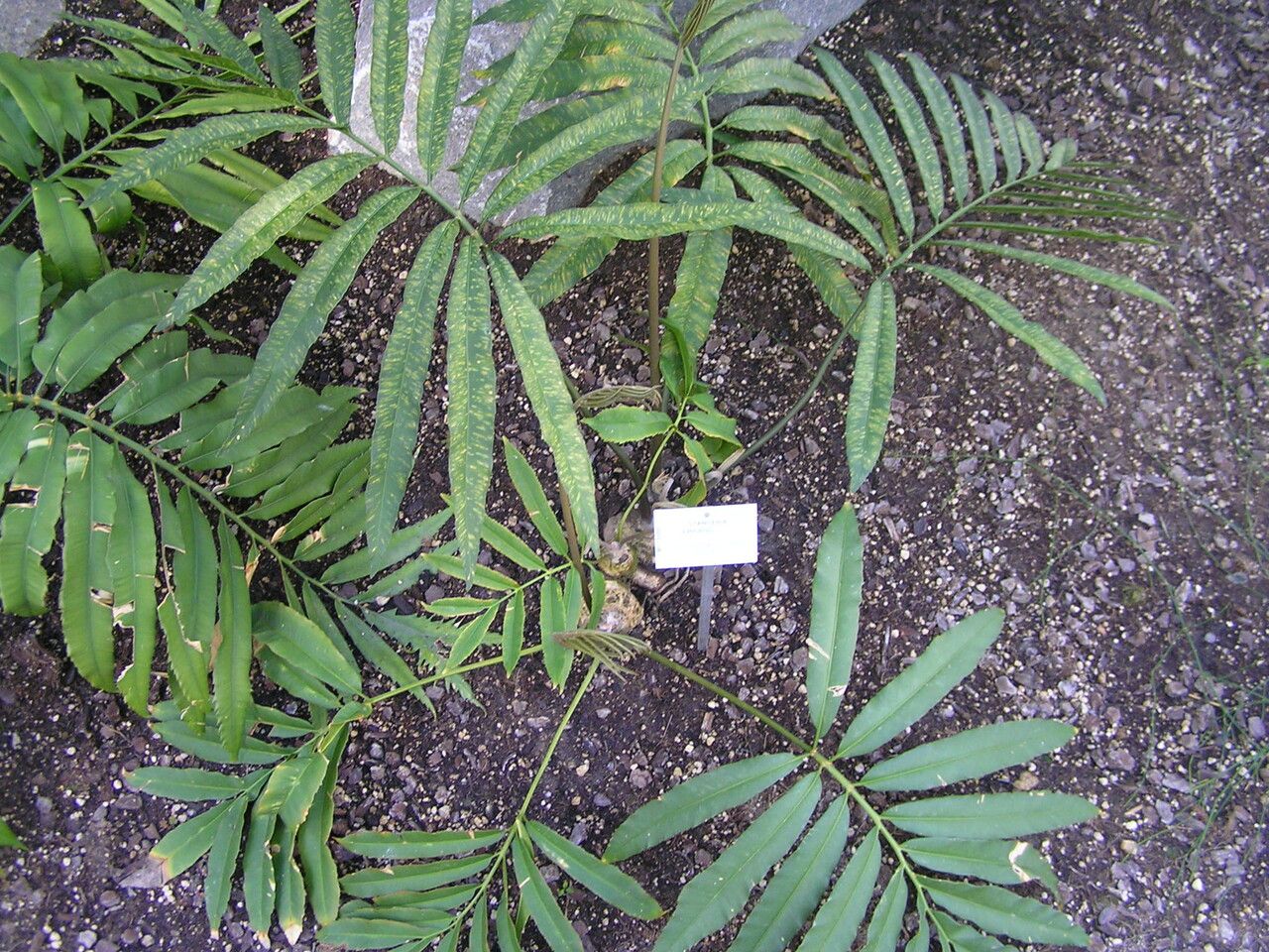 Stangeria eriopus leaf