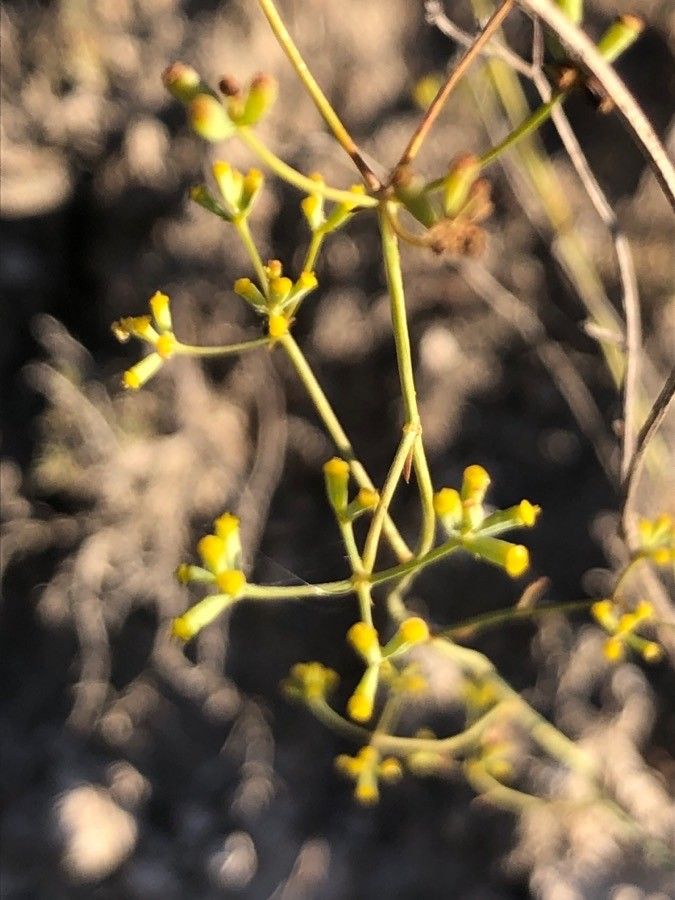 Bupleurum rigidum fruit