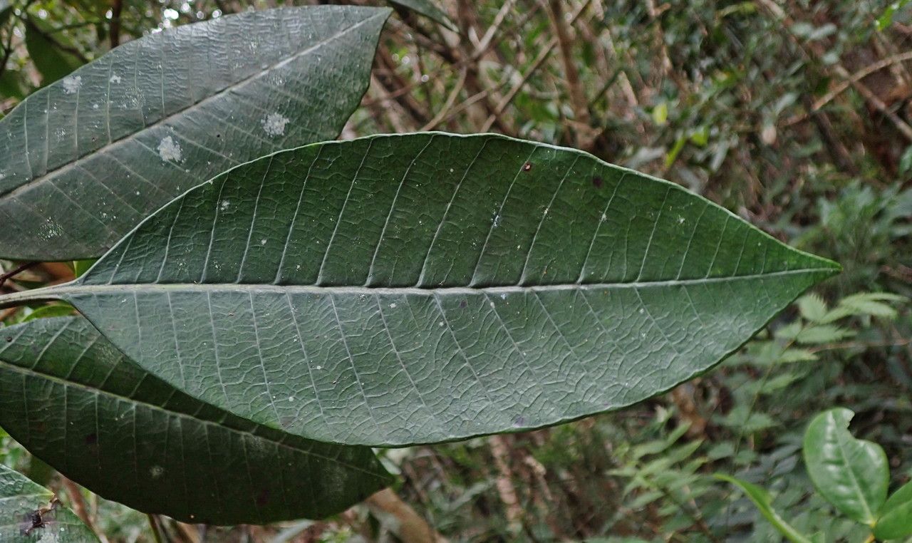 Alstonia vieillardii — search result for 'Alstonia'