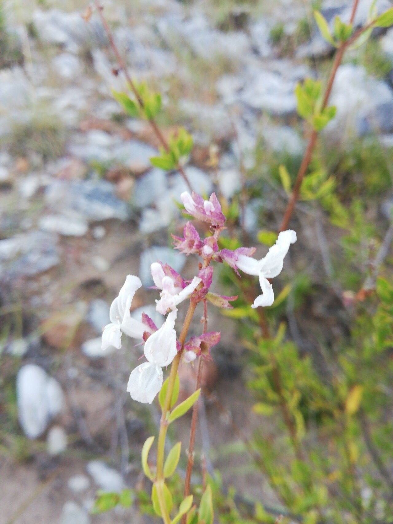 Orthosiphon ellipticus flower