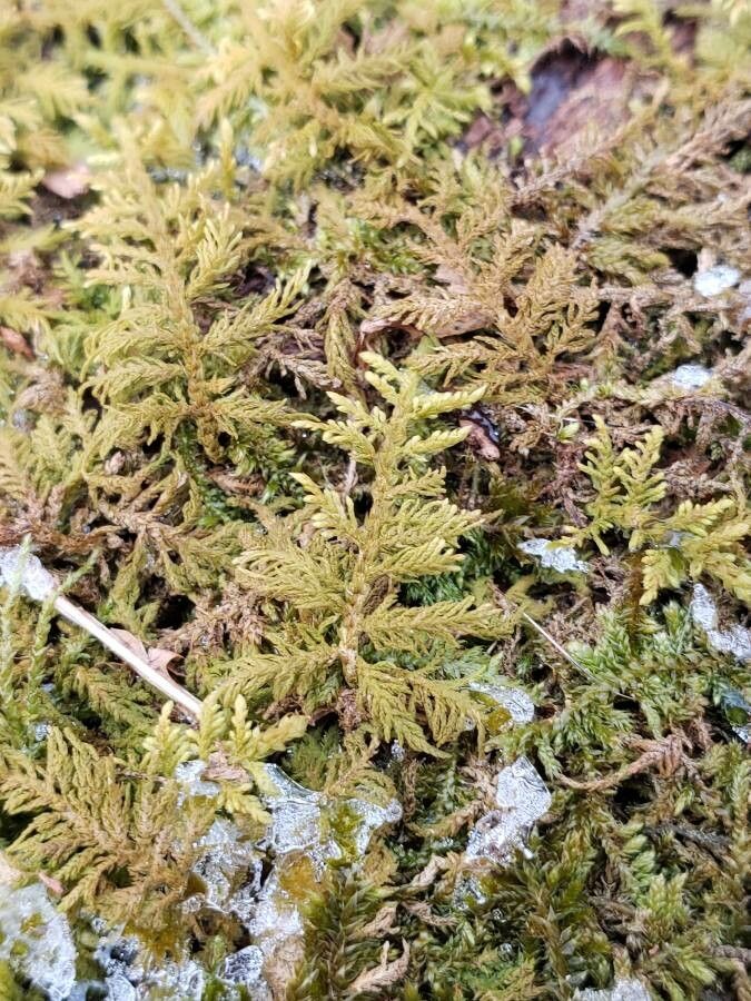 Aspidotis densa — houseplant care guide