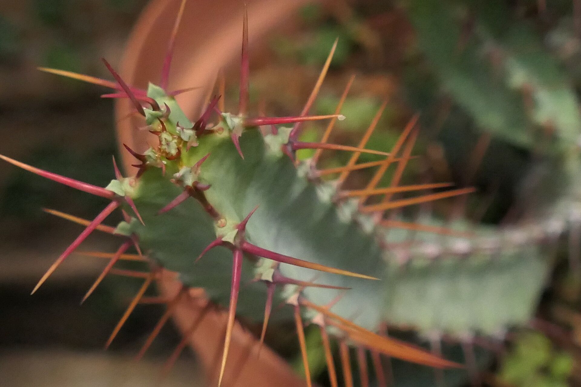 Euphorbia subsalsa — houseplant care guide