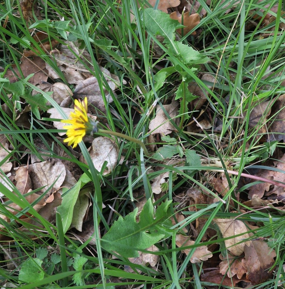 Taraxacum aquitanum flower