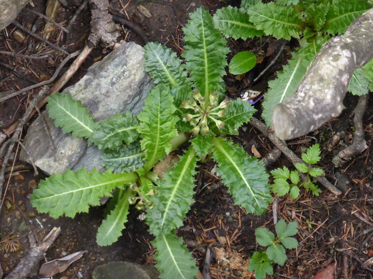 Primula sonchifolia — search result for 'Primula'
