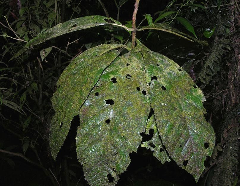 Randia mira — houseplant care guide