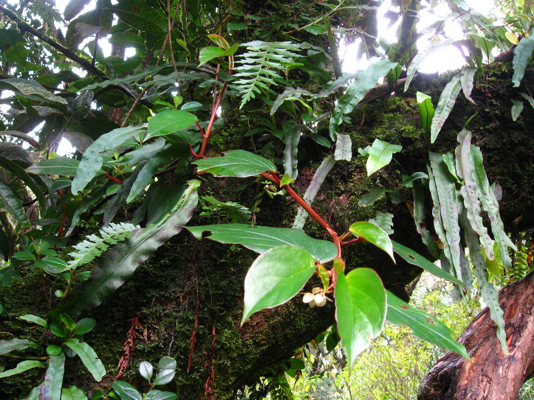 Begonia oxyanthera habit