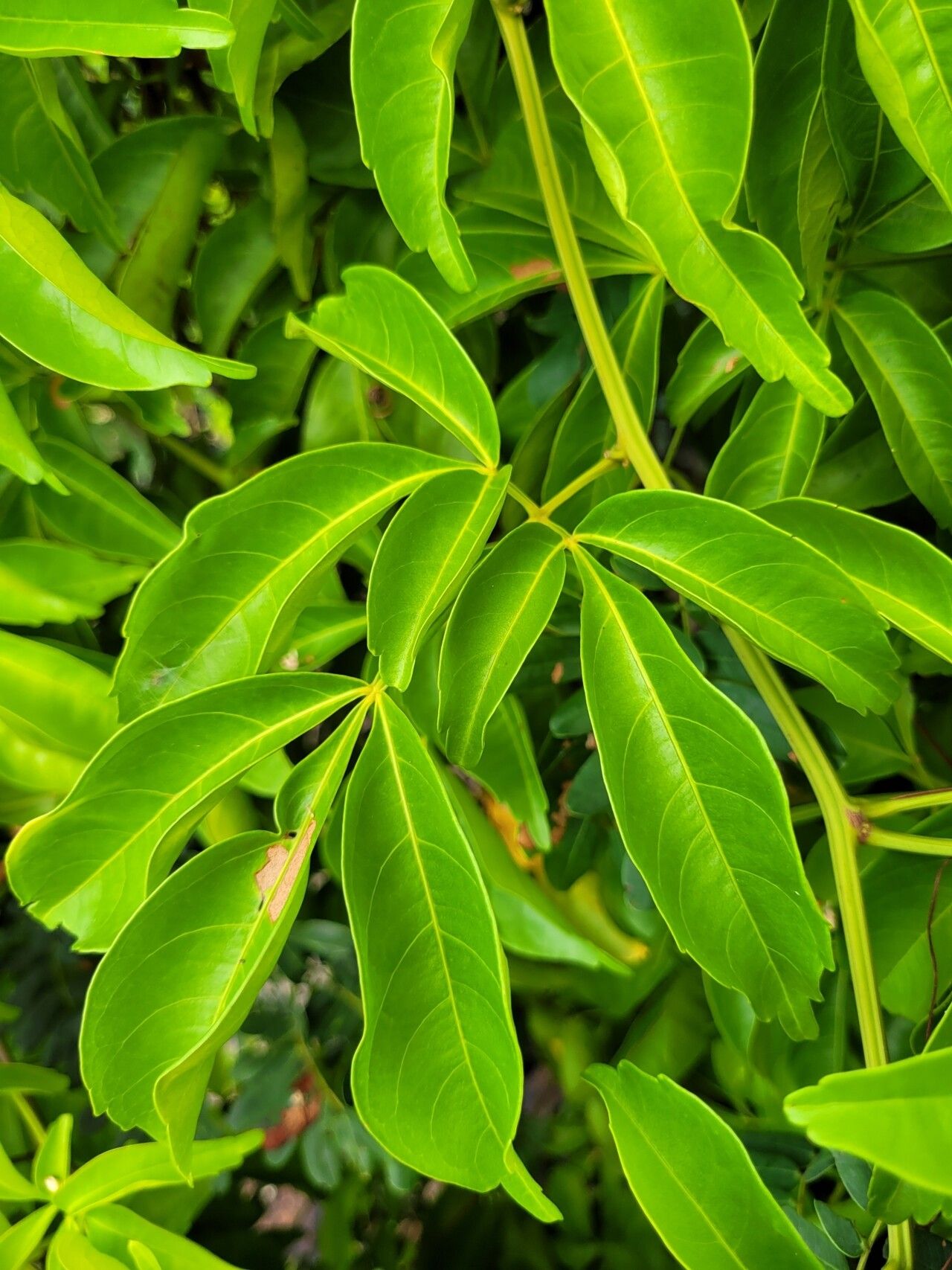 Serjania paucidentata leaf