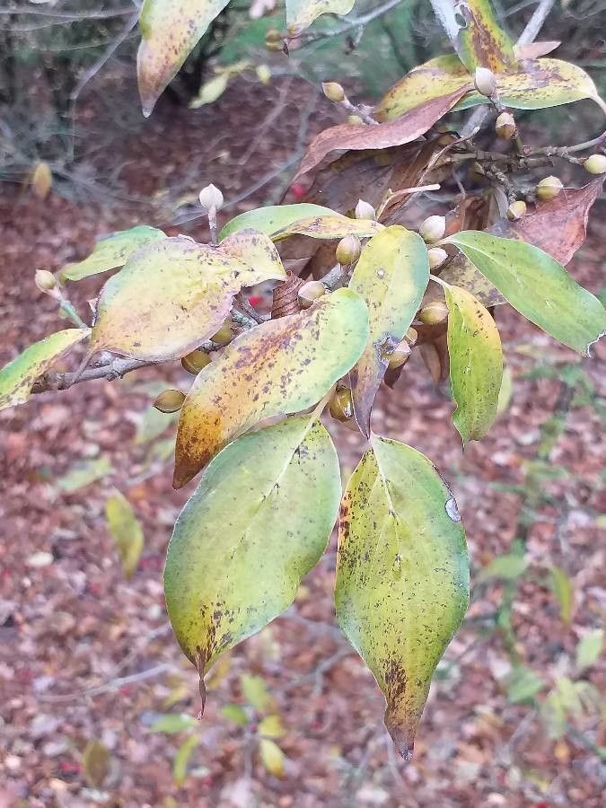 Cornus officinalis leaf