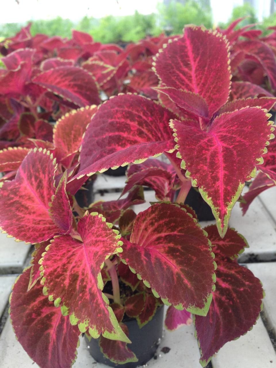 Plectranthus spp. flower