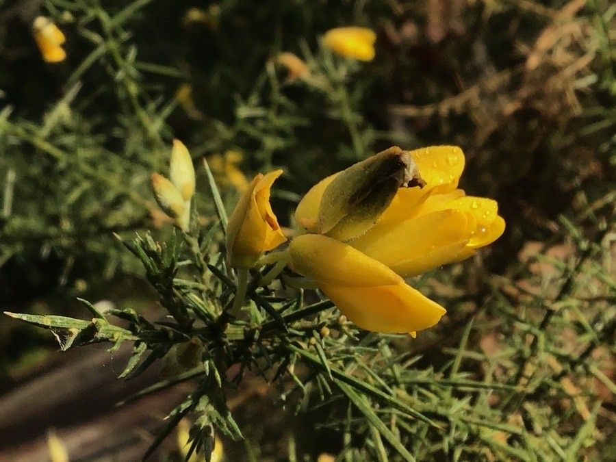 Ulex cantabricus flower