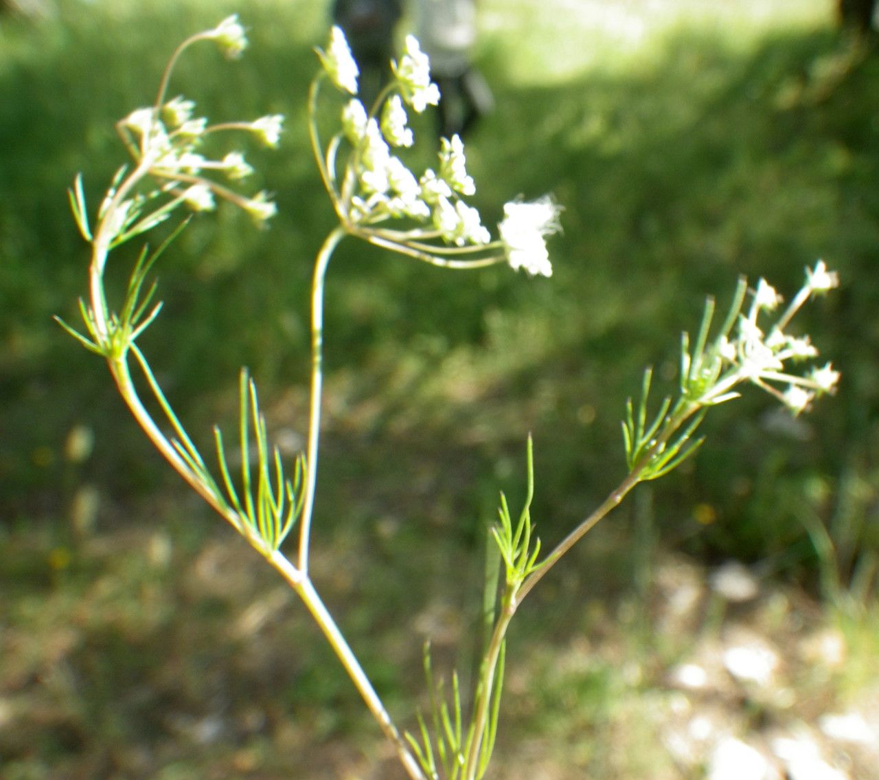 Ammoides pusilla habit